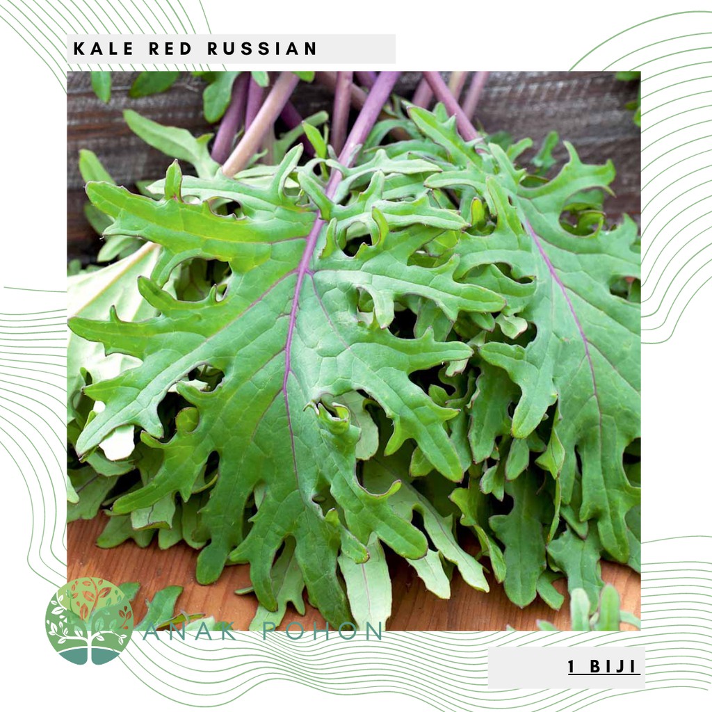 Benih Bibit Biji - Kale Red Russian Seeds - IMPORT