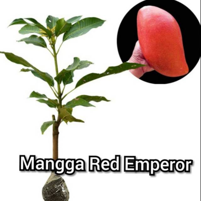 

Mangga Red Emperor murah