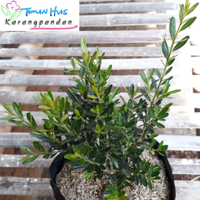 Boxus Boksus Bibit Bahan Bonsai