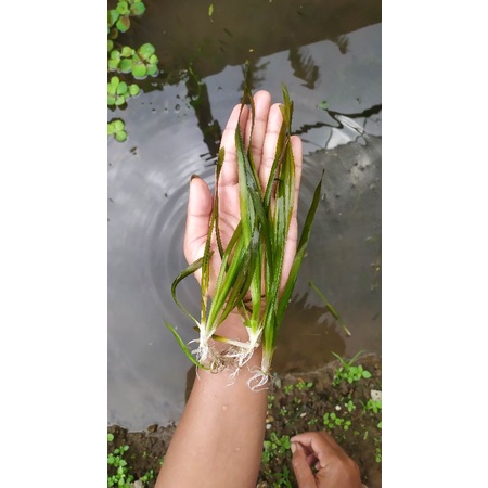 tanaman aquascape vallisneria torta 25 batang. tanaman aquarium. tanaman air. tanaman hias