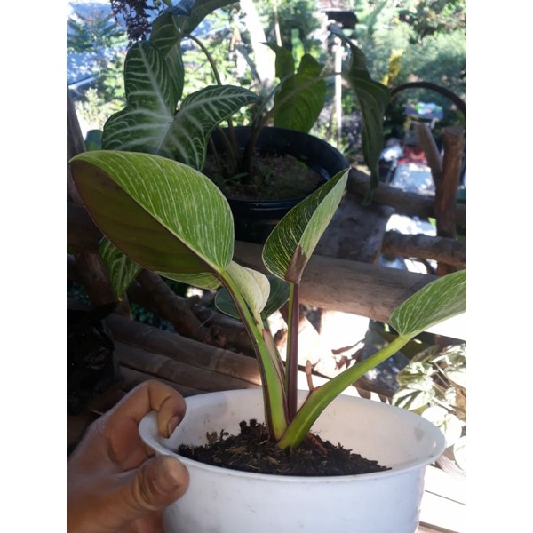 philo birkin varigata