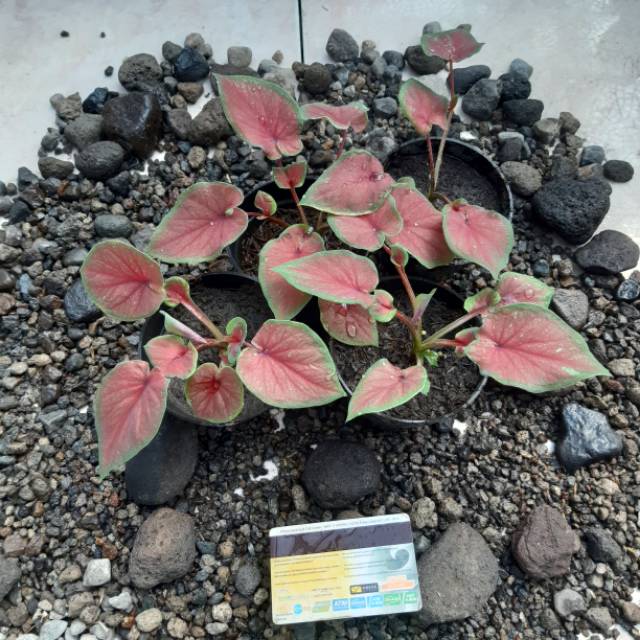 Bibit Caladium Red Jaguar Shopee Indonesia