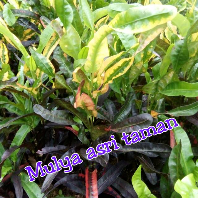 Tanaman hias puring cakwe/pohon puring cakwe