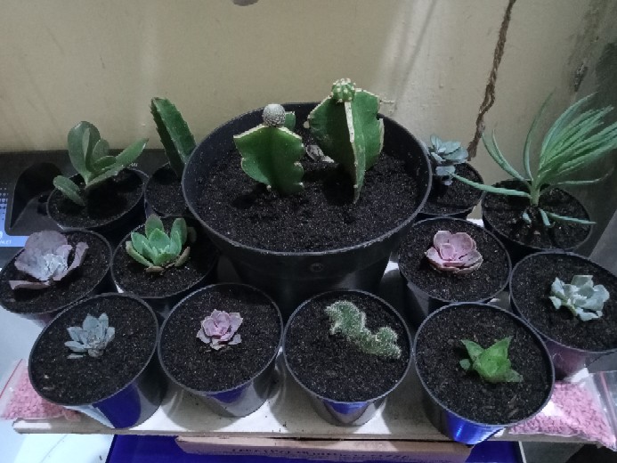 Sekulen Mini Isi 12 Pot