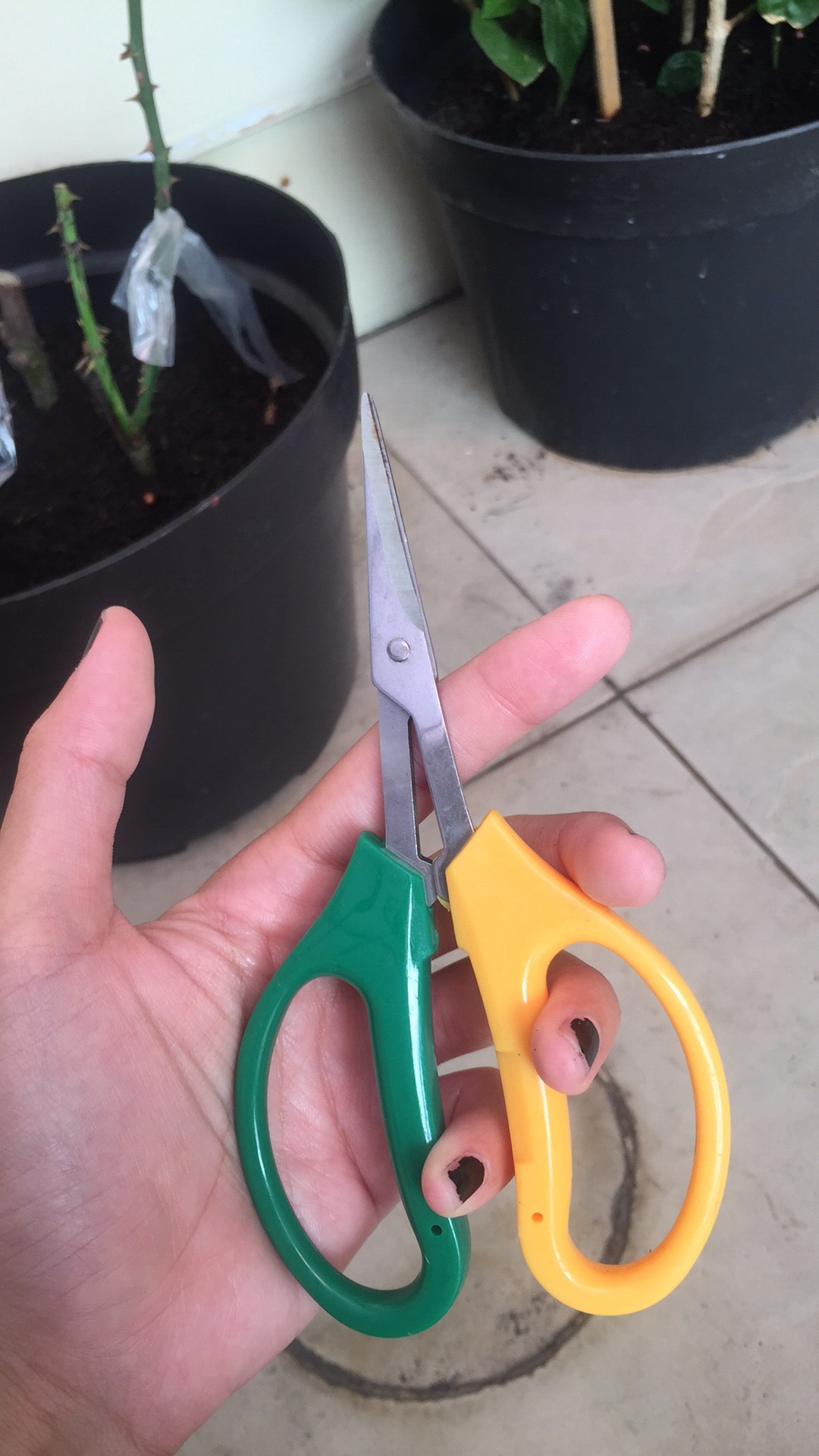 Gunting Bonsai Pruning Daun Akar 2 Warna Murah