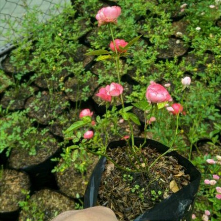 Mawar rambat / tanaman bunga mawar / bunga pink / mawar rambat murah