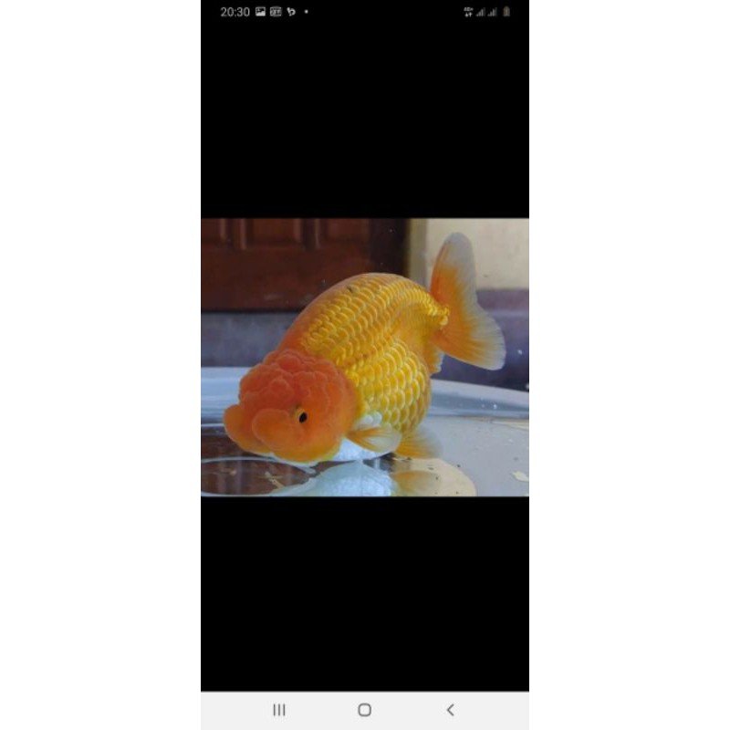 

Ikan Mas Ranchu Jumbo