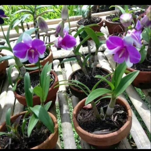 Tanaman hias pohon Anggrek bunga Ungu - Anggrek Bunga Ungu