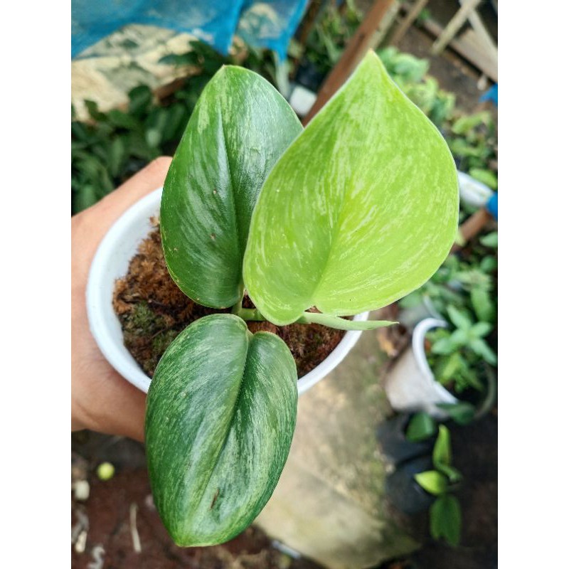 Scindapsus treubii moonlight variegata