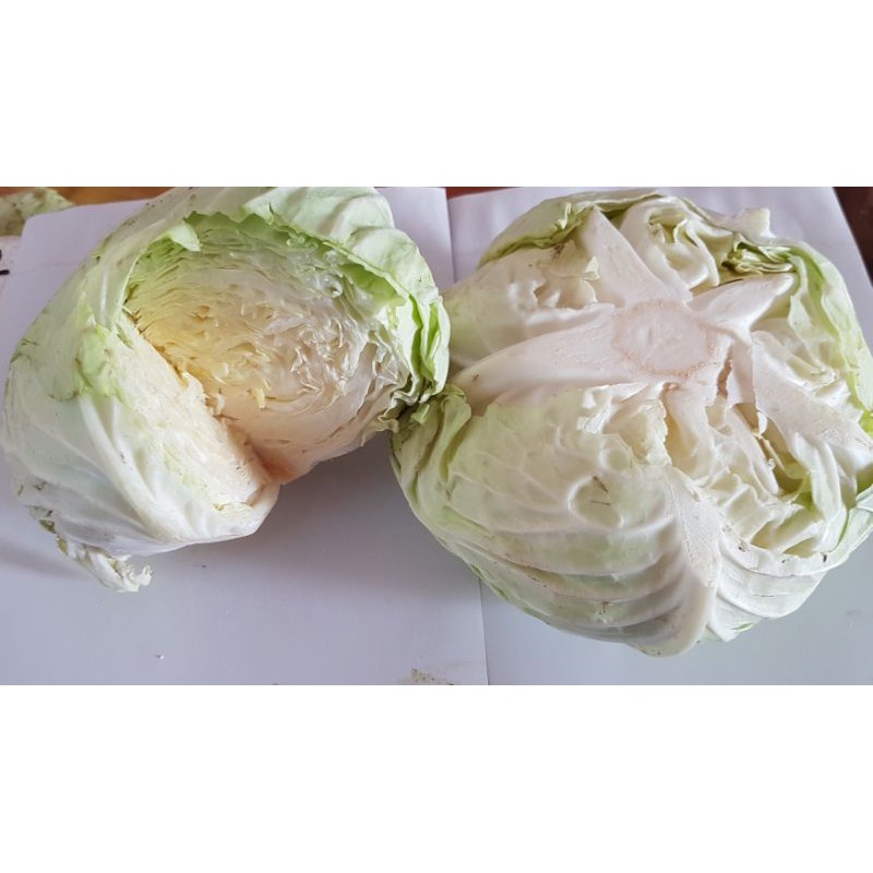 

kol segar 500 gram