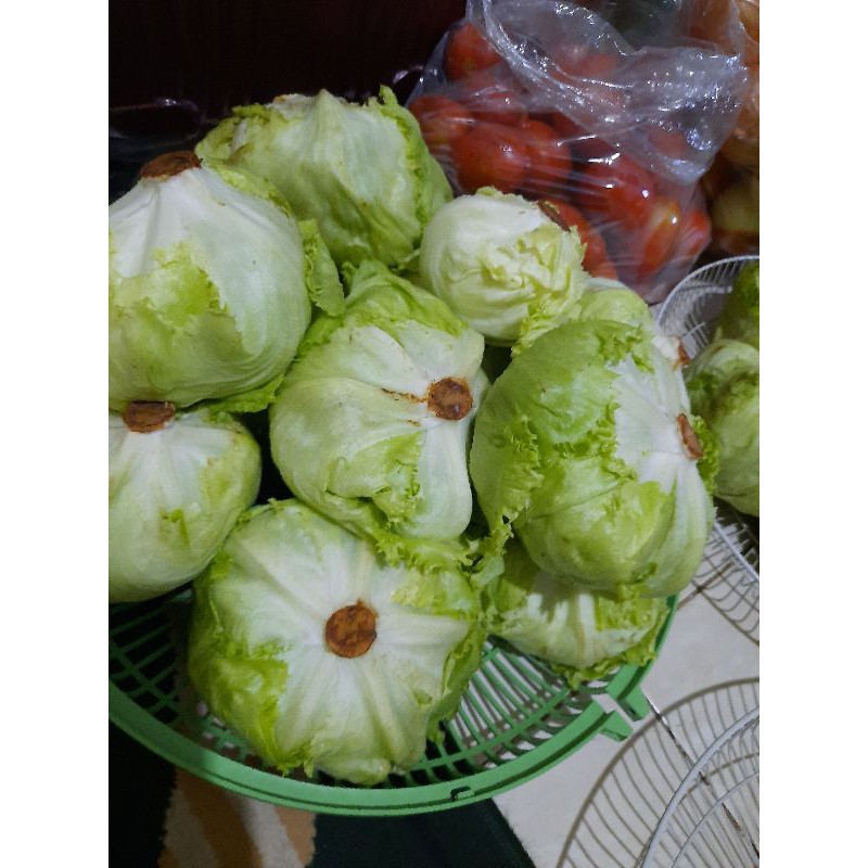 

Lettuce head 1kg