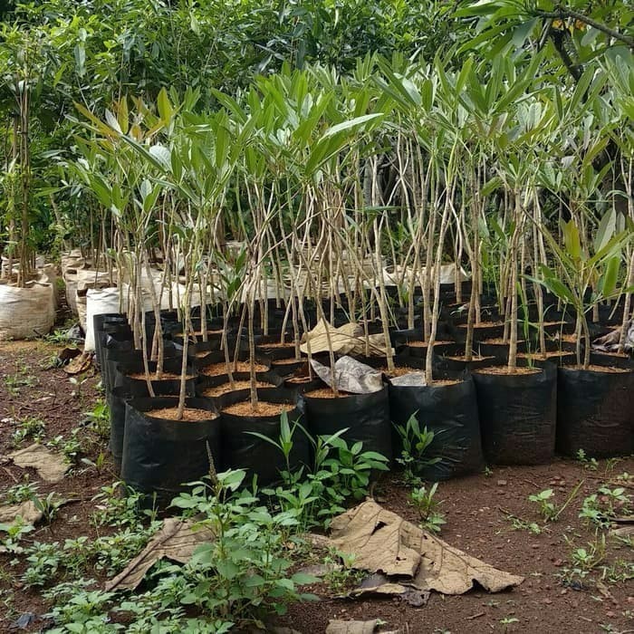 bibit tabebuya 1 meter