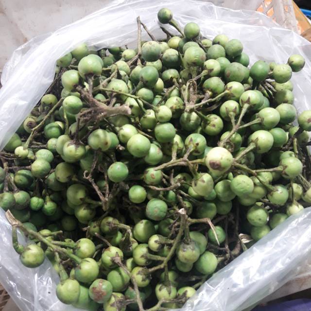 Cempoka-rimbang 1kg