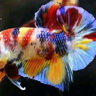 Terbaru Cupang Plakat Nemo Koi