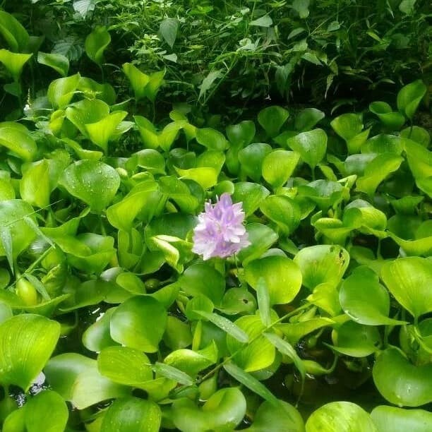 tanaman air eceng gondok ( Tanaman hias hidup indoor murah hiasan rumah taman-bunga hias hidup canti