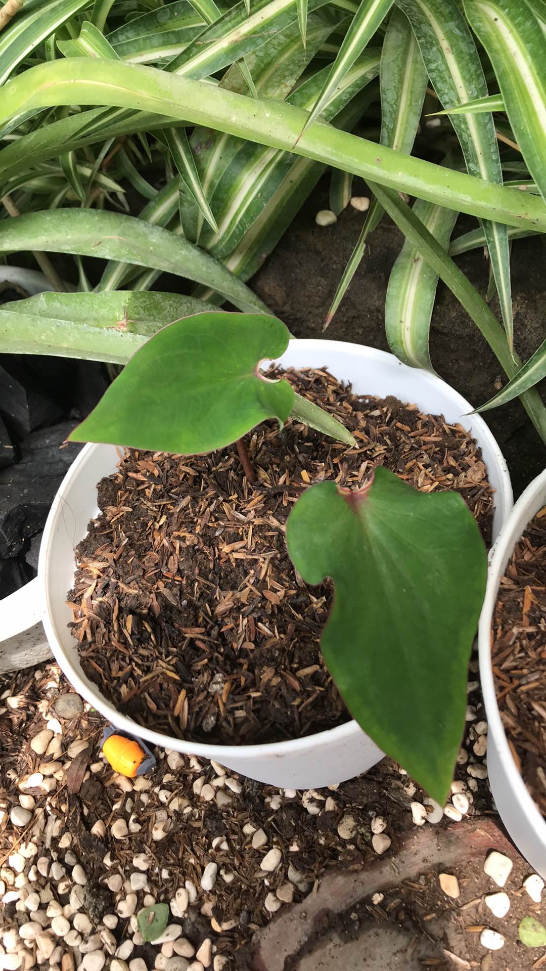 Caladium Keladi Wayang
