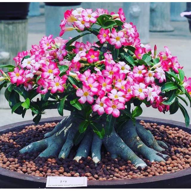 pohon adenium bunga pink bonggol besar bahan bonsai kamboja jepang