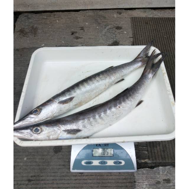 

Ikan Baracuda 1 KG