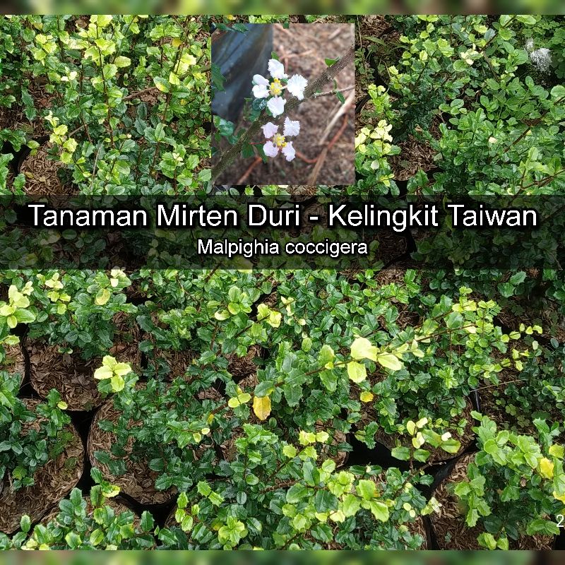 Tanaman Hias Mirten Daun Hijau Duri - Kelingkit Taiwan - Mirten Duri - Malpighia coccigera