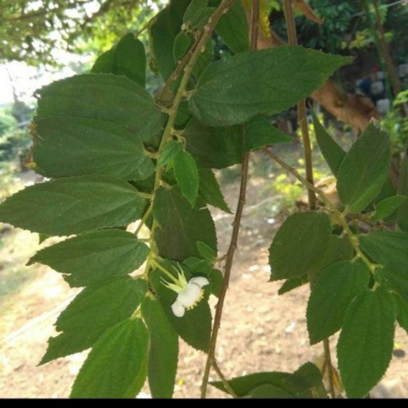 

Daun Kersen 500gr Asli, Obat Asam Urat, Diabetes, dll