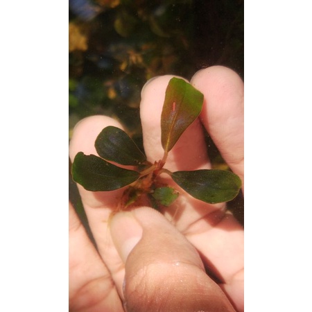 bucephalandra brownie red