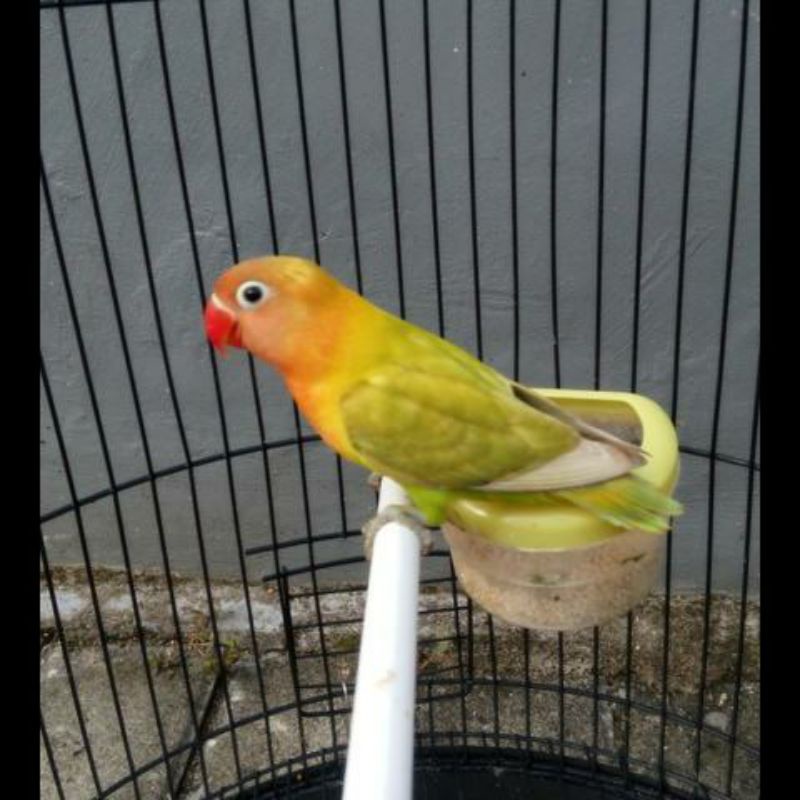 Lovebird Paskun