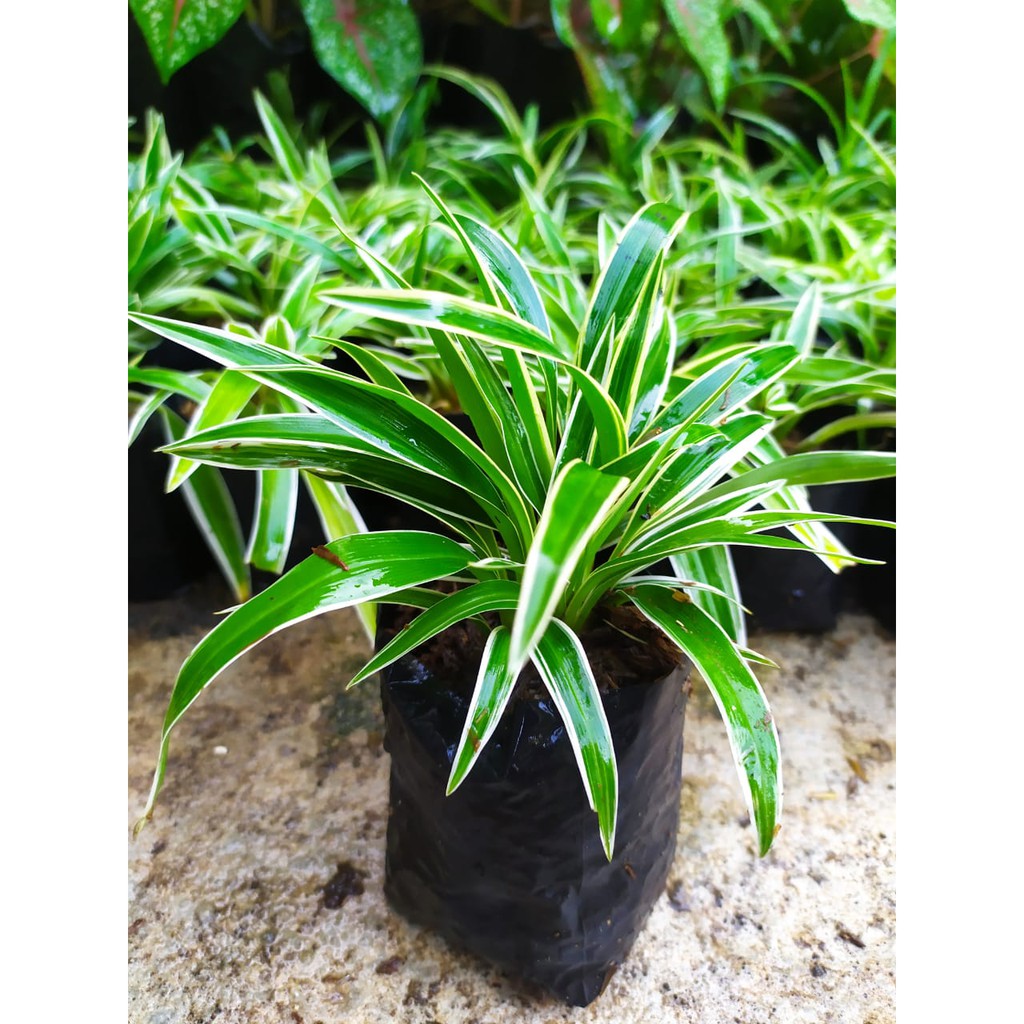 Bunga Lili Paris Varigata