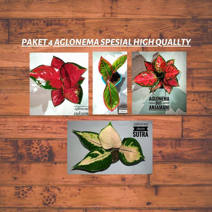 Promo Big Sale Tanaman Hias Aglonema Paket 4 Aglonema Mawarolshop1