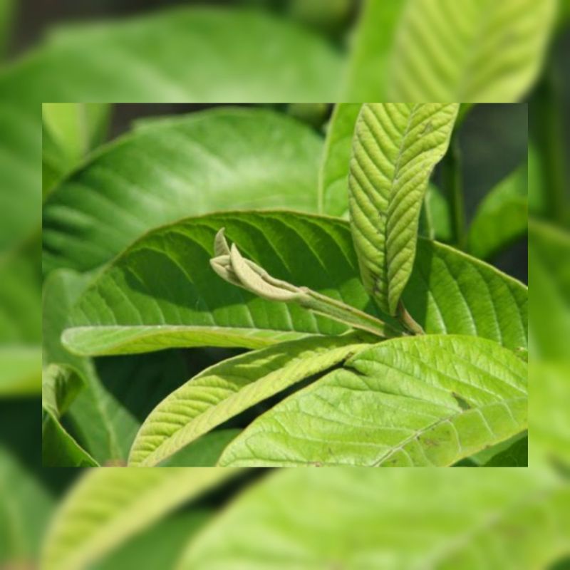 

DAUN JAMBU BIJI