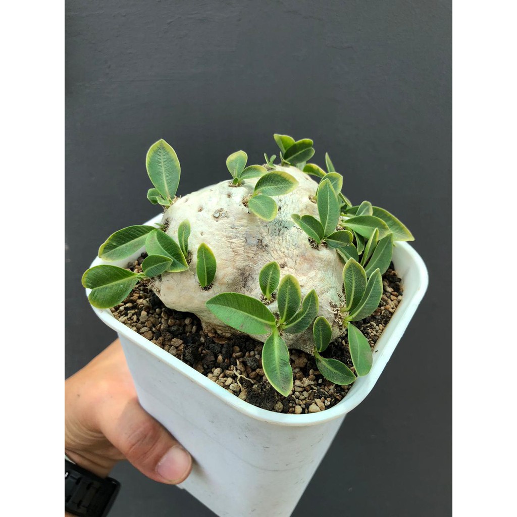 Tanaman Hias Unik Kaktus Pachypodium brevicaule