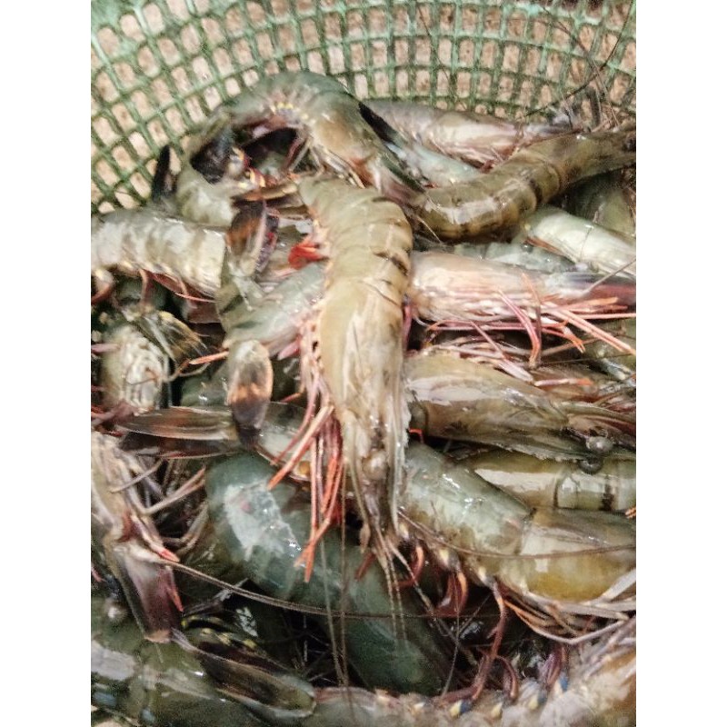 udang pancet / udang windu fresh 500gr