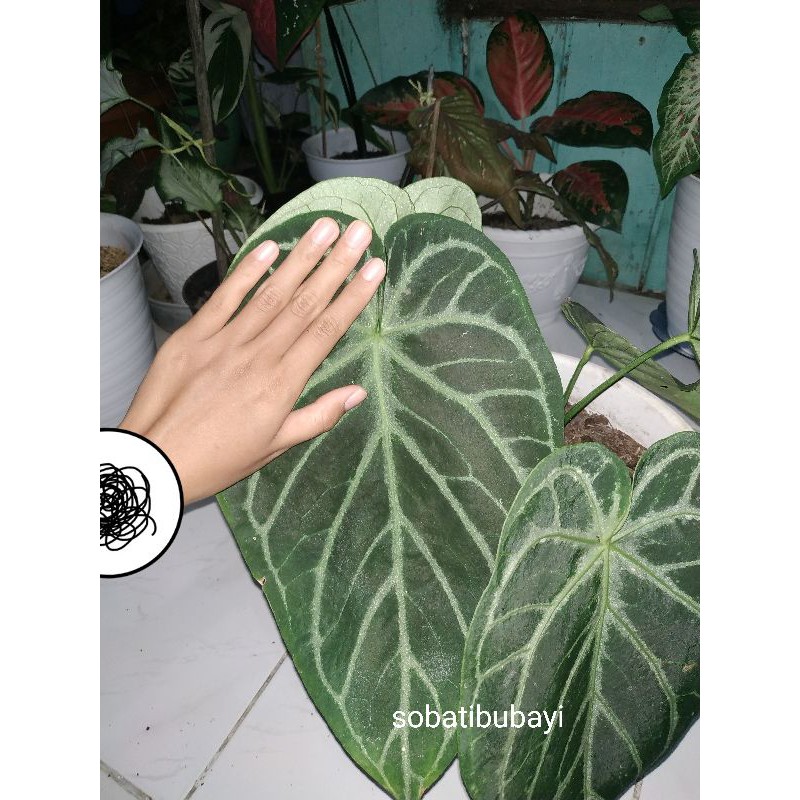Indukan Anthurium crystallinum Silver Hope Indukan / anthurium silver / Kuping Gajah Silver Blush / 