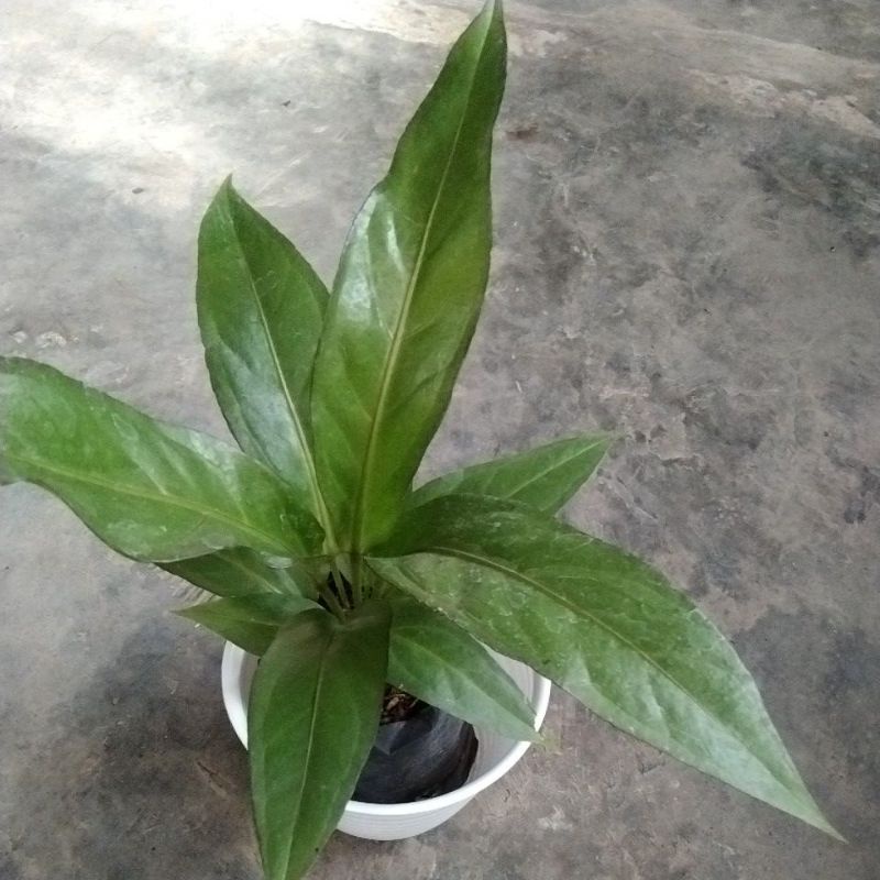 antorium hokeri hitam