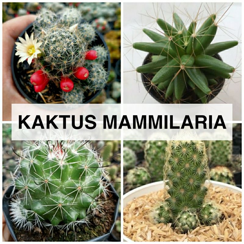 Kaktus Jenis Mammilaria Bebas Pilih Jenis - Sukulen Kaktus Murah Berakar Ownroot
