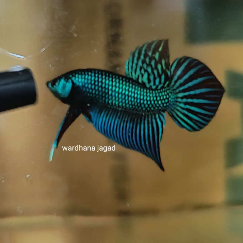 Betta Mahachai / Wild Betta Mahachai