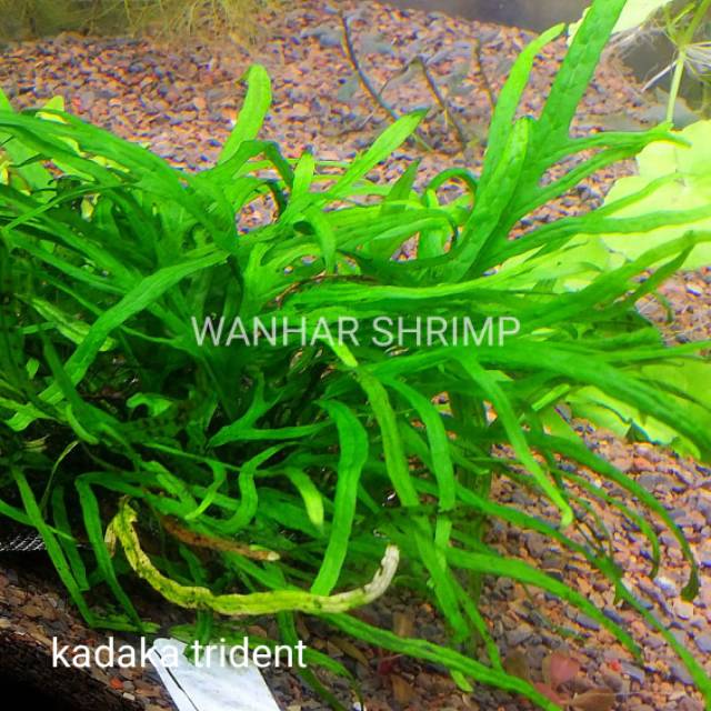 Kadaka Trident Tanaman Hias Aquarium Aquascape Shopee Indonesia