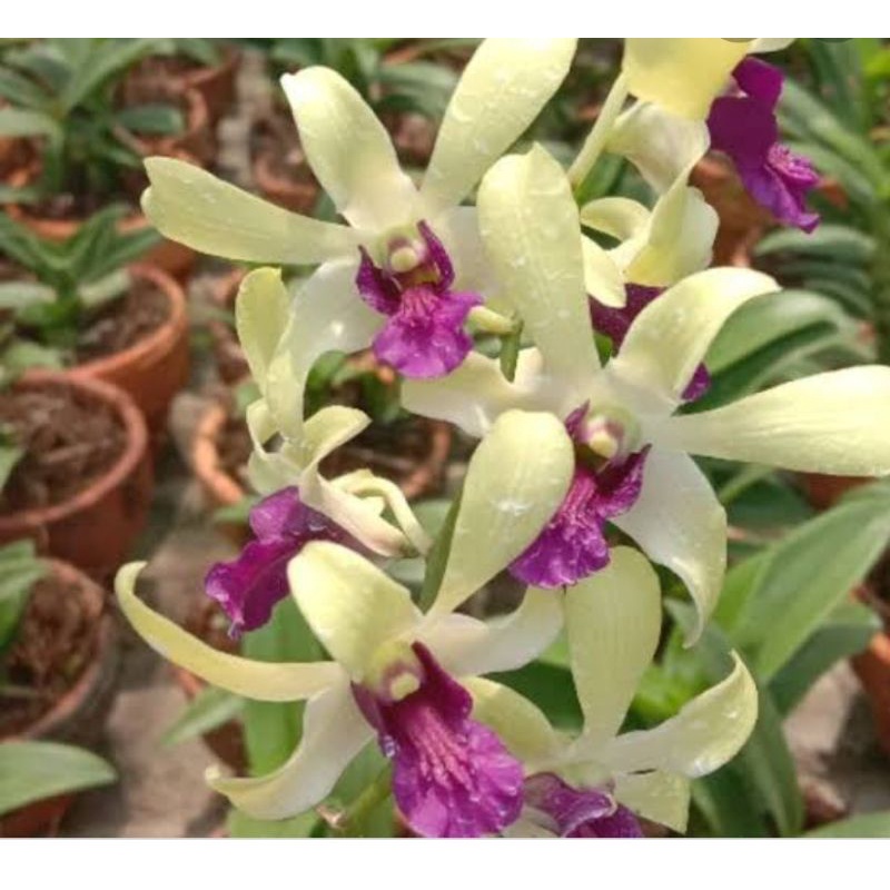 anggrek uthai white dewasa siap bunga