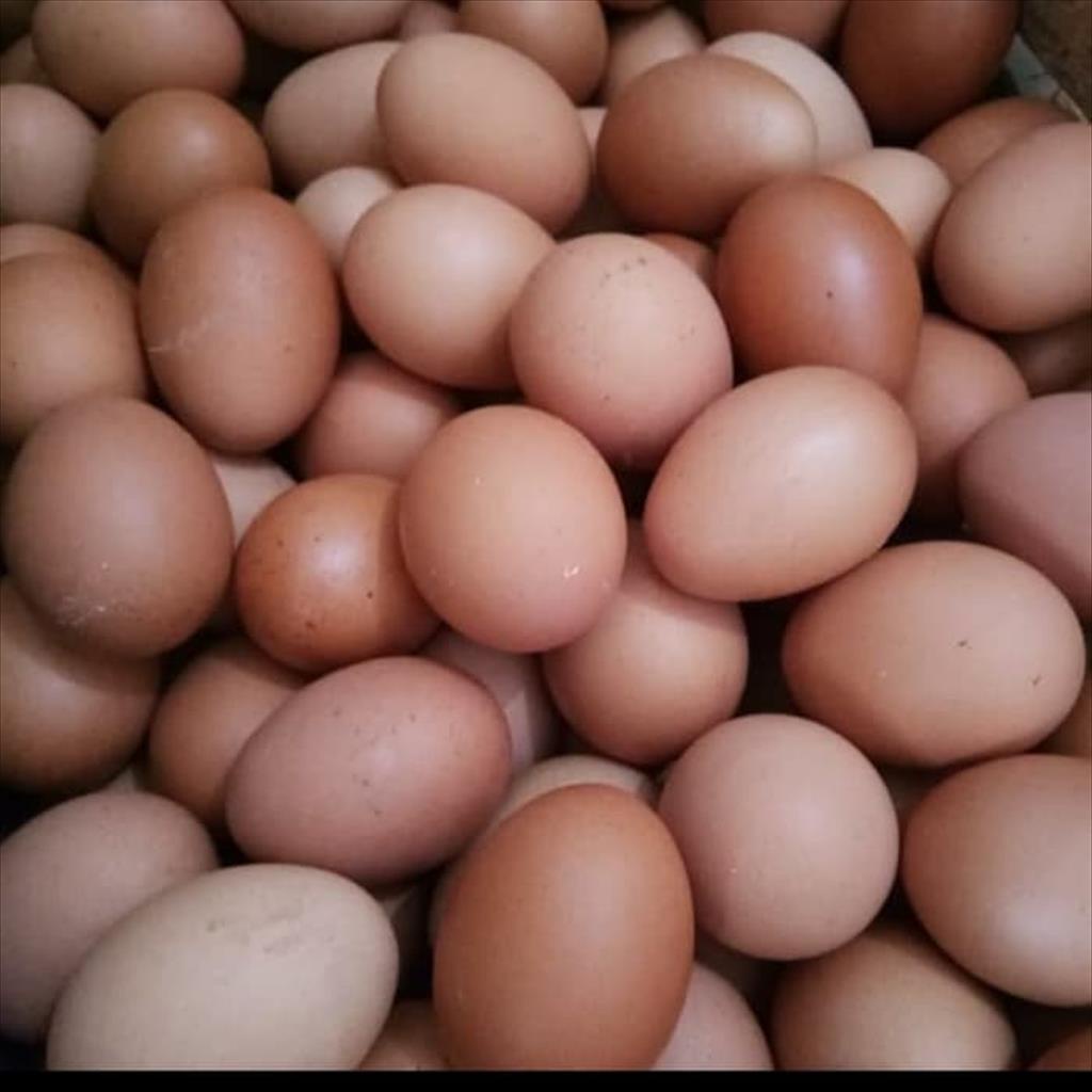 

Telur Ayam Negeri 1 Kg GRAB GOJEK Saja