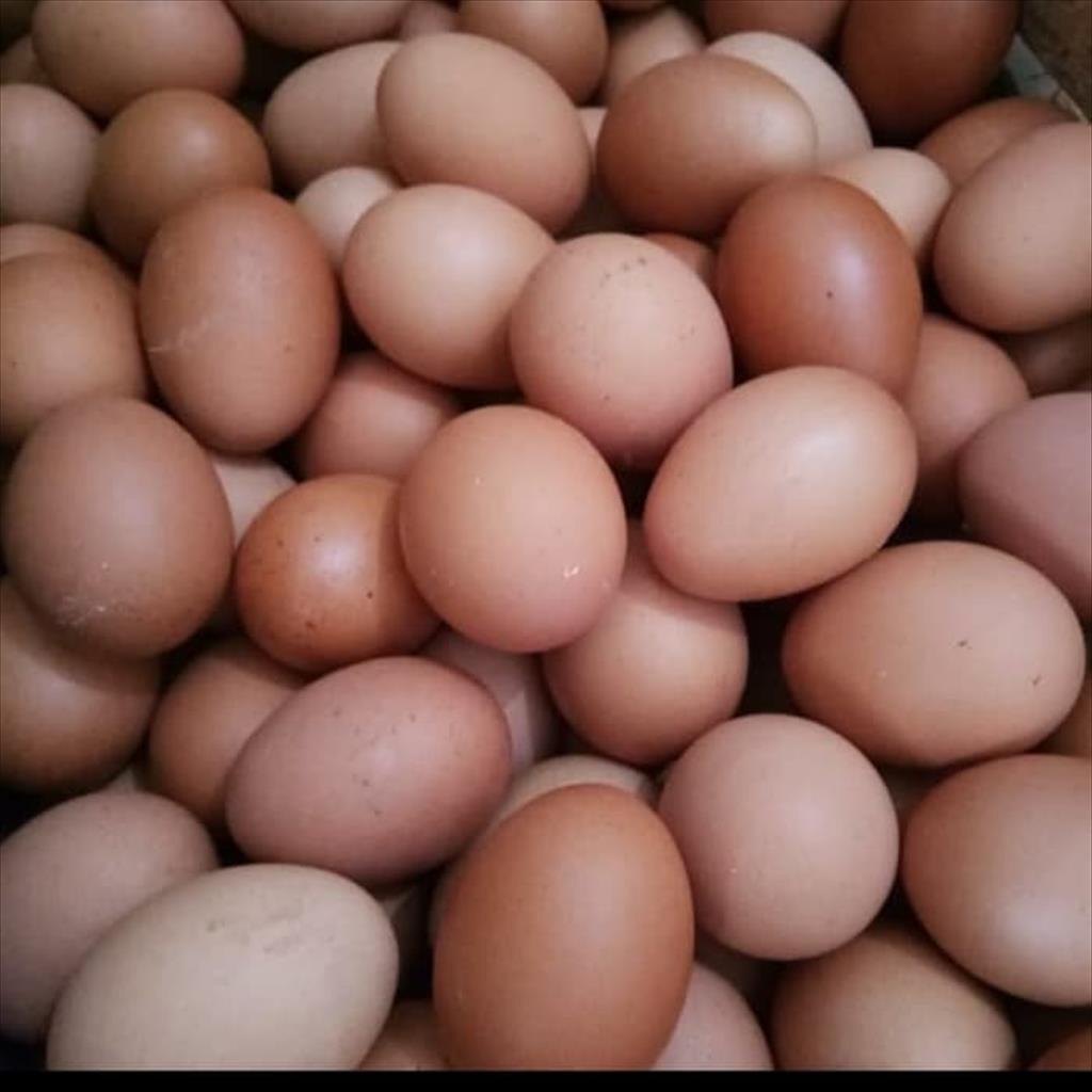 Jual Telur Ayam Negeri 1 Kg Grab Gojek Saja Indonesiashopee Indonesia 5032