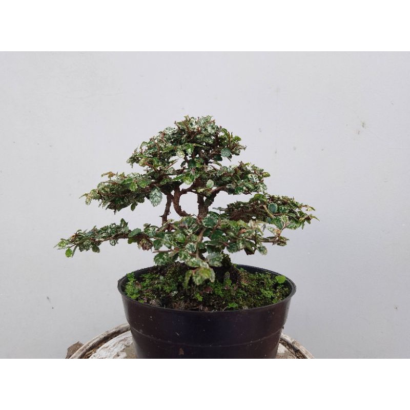 bonsai ulmus super mikro variegata sudah proses kawat.