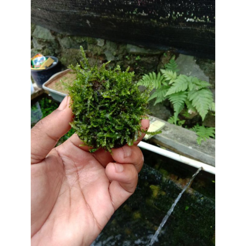 Mos wiping  media wabikusa mos aquascape