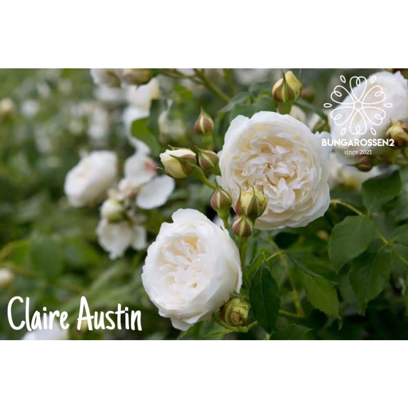 Bunga Mawar Import CLAIRE AUSTIN (bibit) -mawar import bibit - mawar murah - tanaman hias