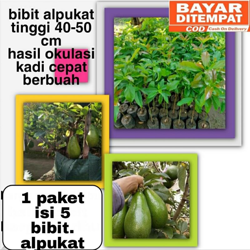 Bibit alpukat 1 paket berisi 5 bibit alpukat