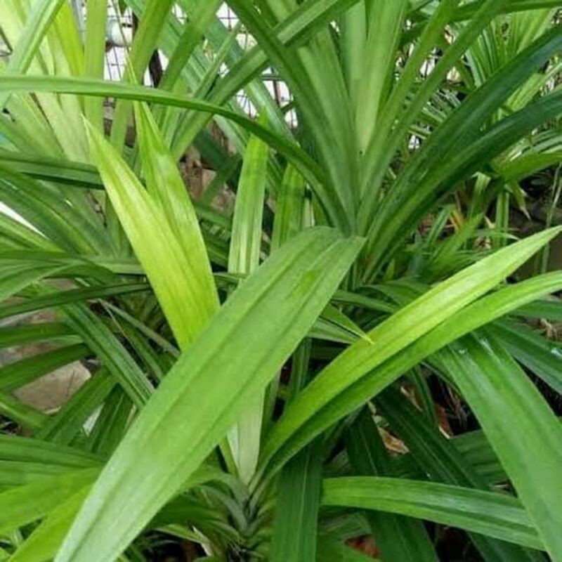 

Daunpandanwangi
