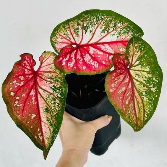 TANAMAN HIAS CALADIUM RED CLONE TANAMAN HIAS KELADI RED CLONE