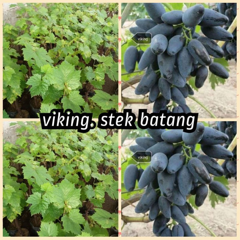 bibit anggur viking import stek batang