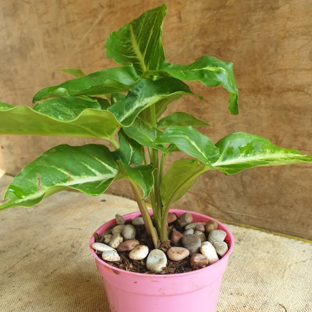 Tanaman  Hias  Neptytis Lucu  dan Imut Shopee Indonesia  Tanaman  Hias  Neptytis Lucu  dan Imut Shopee Indonesia