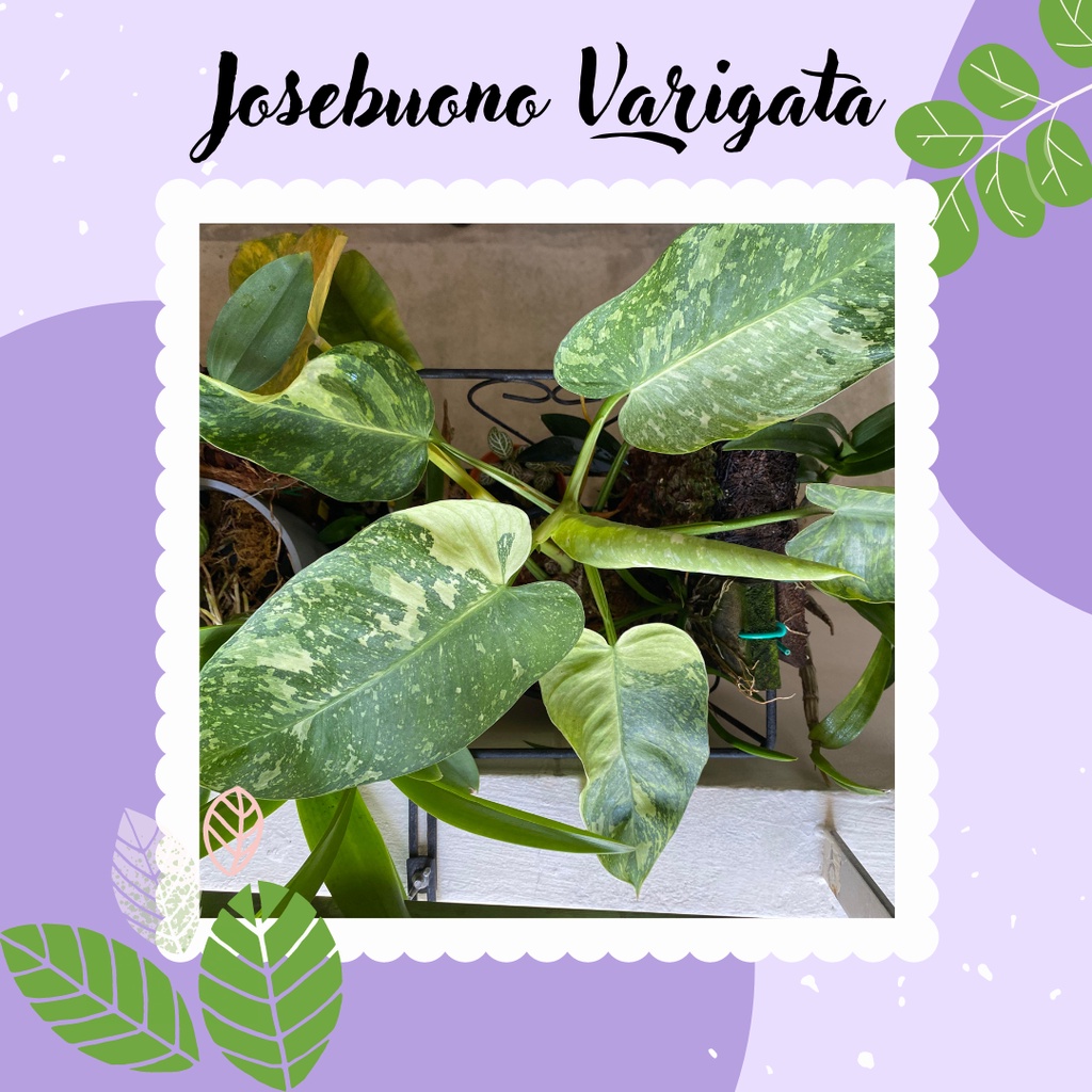 Philodendron Jose Buono Varigata Tanaman Hias Langka Philo Philodendron Josebuono Varigata
