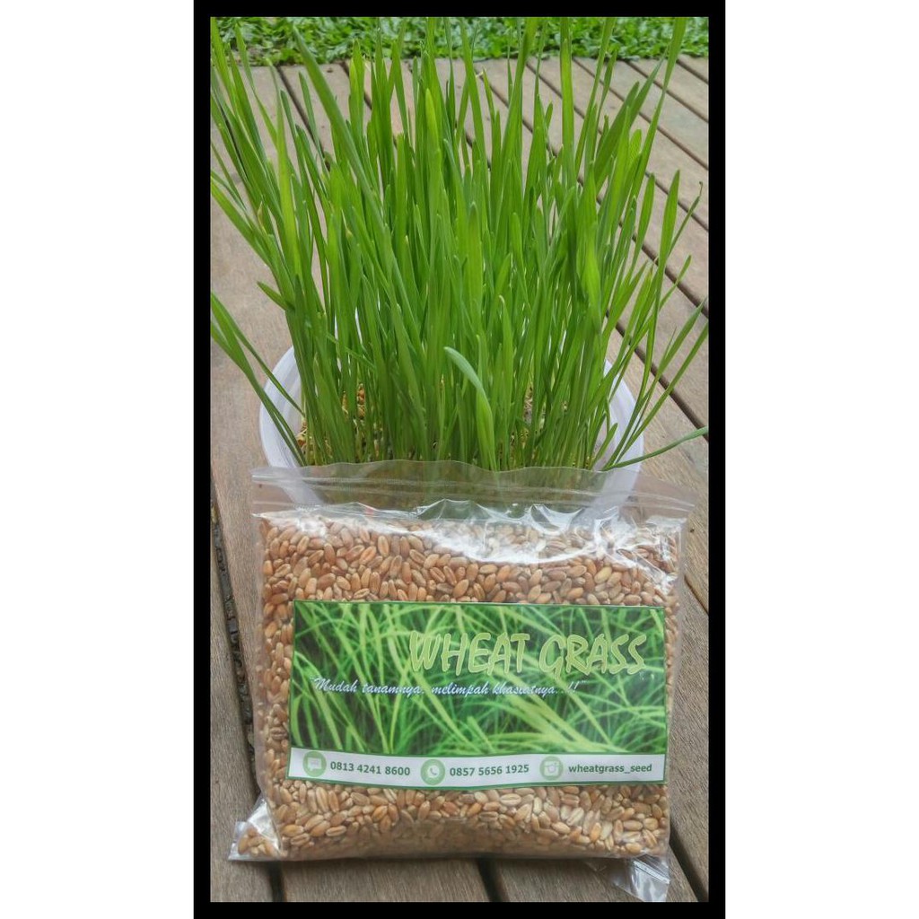 Benih Rumput Gandum (Wheat Grass Seed)
