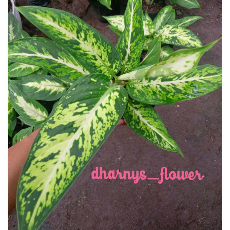 (BISA COD) TANAMAN HIAS DIVEN ANGGUN AYU